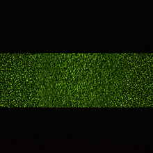 Load image into Gallery viewer, Photoluminescent Anti-Slip Grit Tape for Stair Nosings